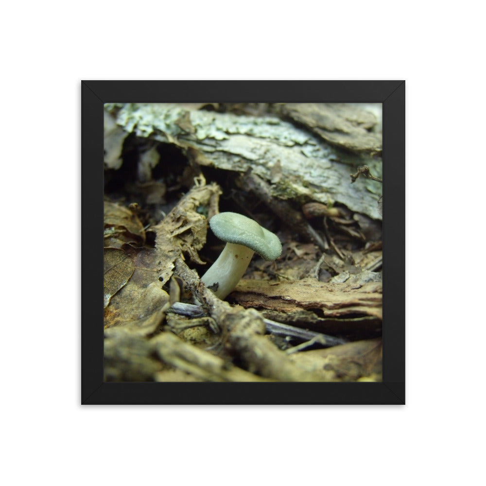 Mushrooms of Rockwood Photo No.1 Framed Poster