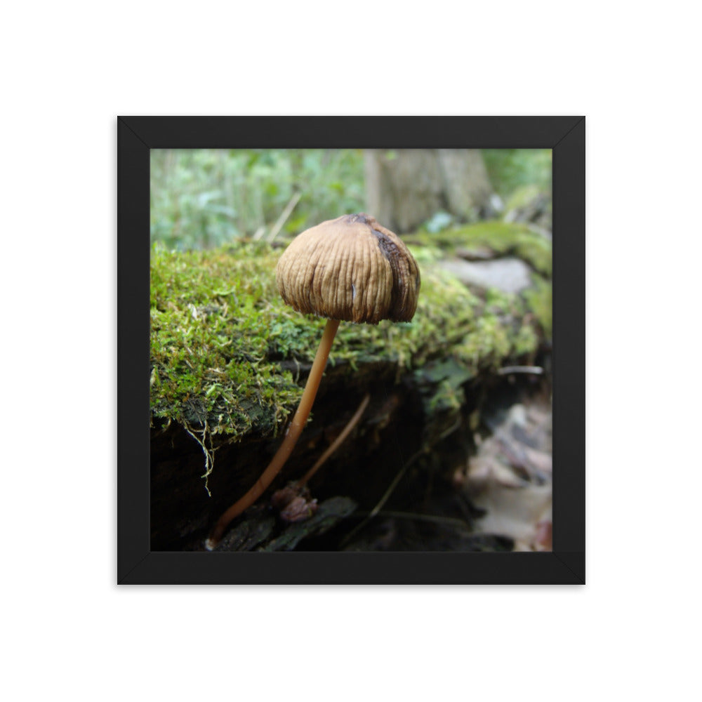 Mushrooms of Rockwood Photo No.12 Framed Poster