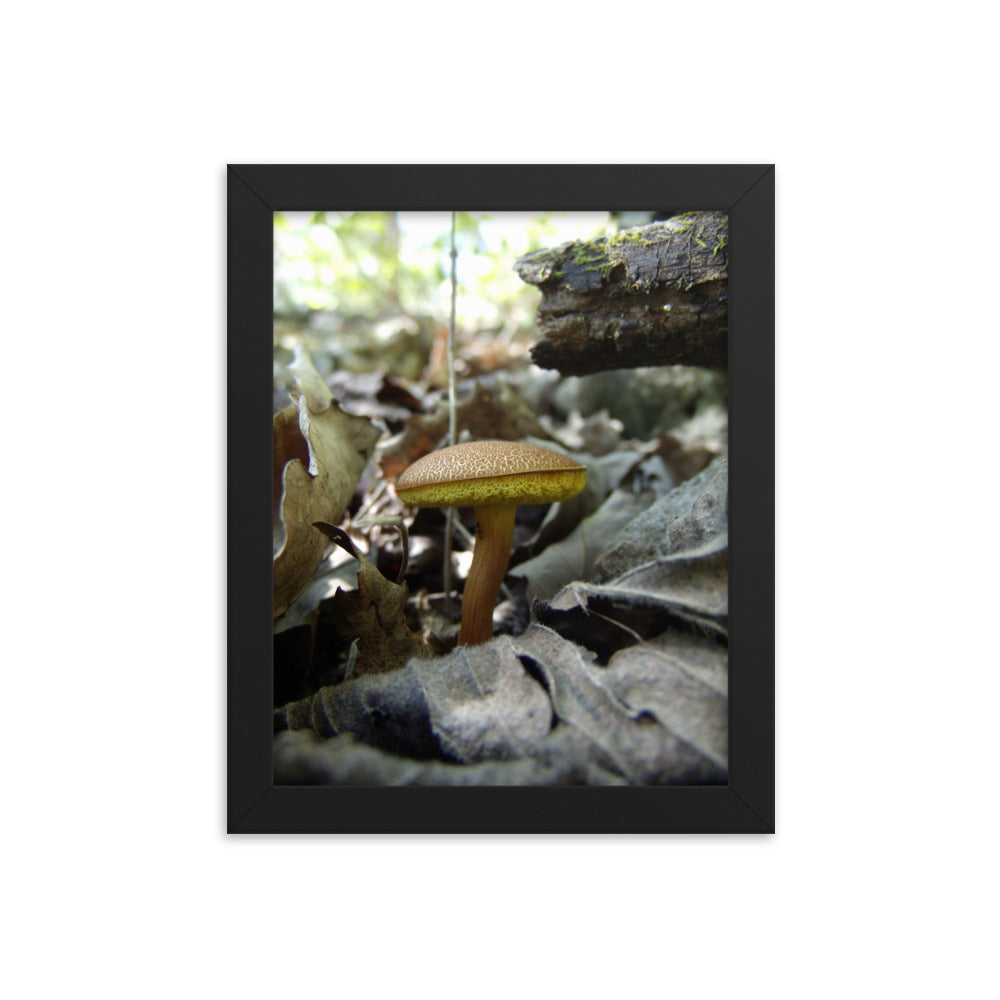Mushrooms of Rockwood Photo No.2 Framed Poster