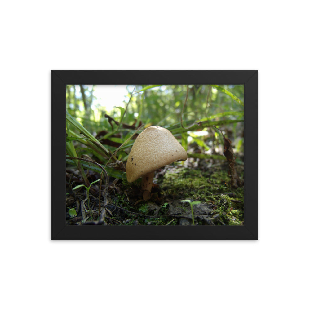 Mushrooms of Rockwood Photo No.3 Framed Poster