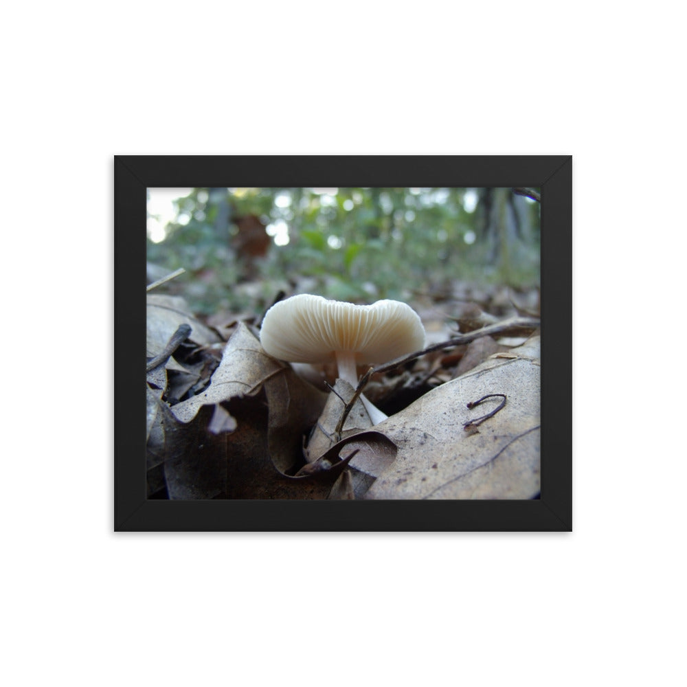 Mushrooms of Rockwood Photo No.5 Framed Poster