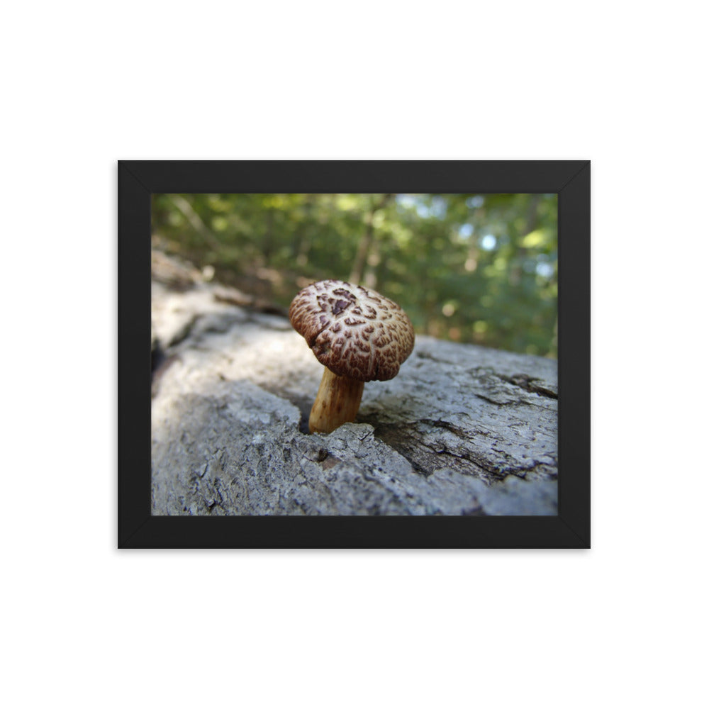 Mushrooms of Rockwood Photo No.9 Framed Poster