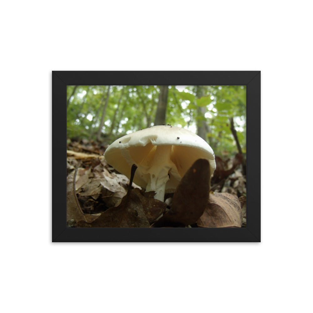 Mushrooms of Rockwood Photo No.10 Framed Poster