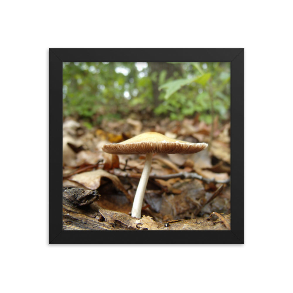 Mushrooms of Rockwood Photo No.6 Framed Poster