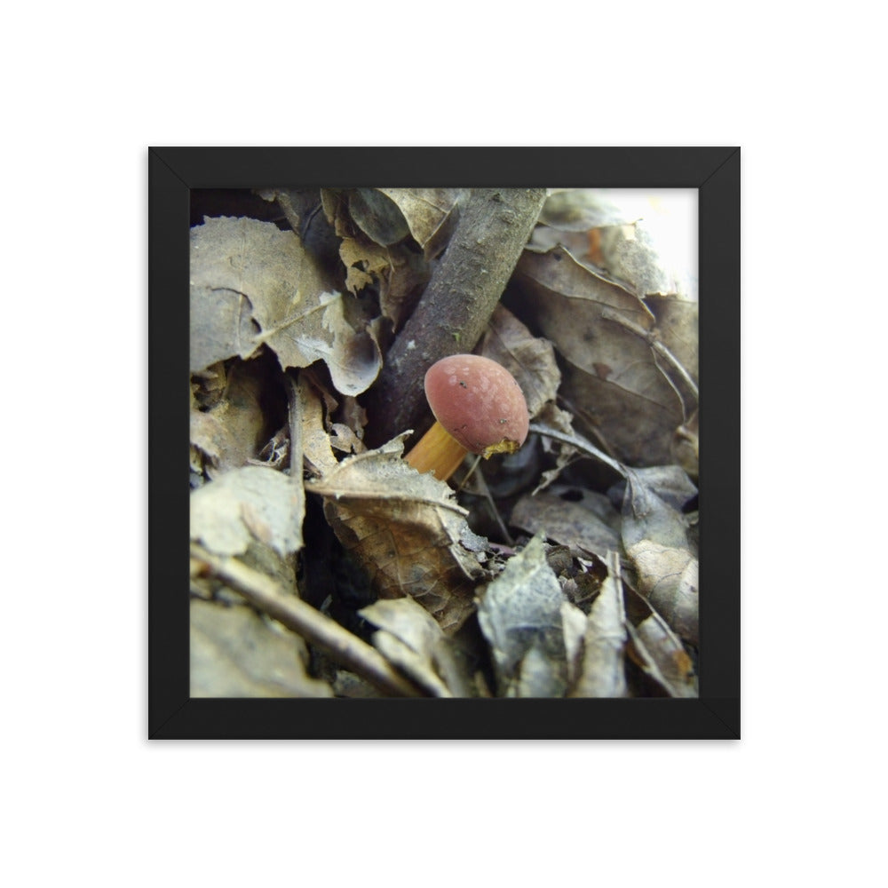 Mushrooms of Rockwood Photo No.8 Framed Poster