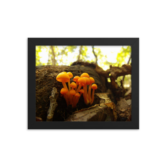 Mushrooms of Rockwood Photo No.4 Framed Poster