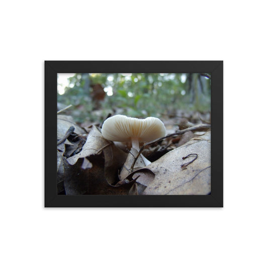 Mushrooms of Rockwood Photo No.5 Framed Poster