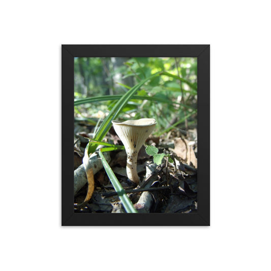 Mushrooms of Rockwood Photo No.7 Framed Poster