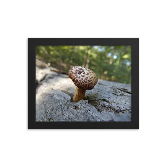 Mushrooms of Rockwood Photo No.9 Framed Poster