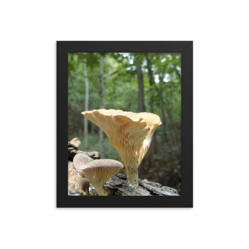 Mushrooms of Rockwood Photo No.11 Framed Poster