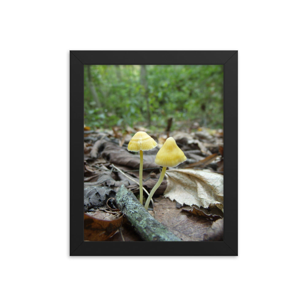 Mushrooms of Rockwood Photo No.13 Framed Poster