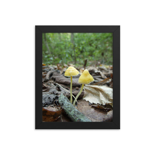 Mushrooms of Rockwood Photo No.13 Framed Poster