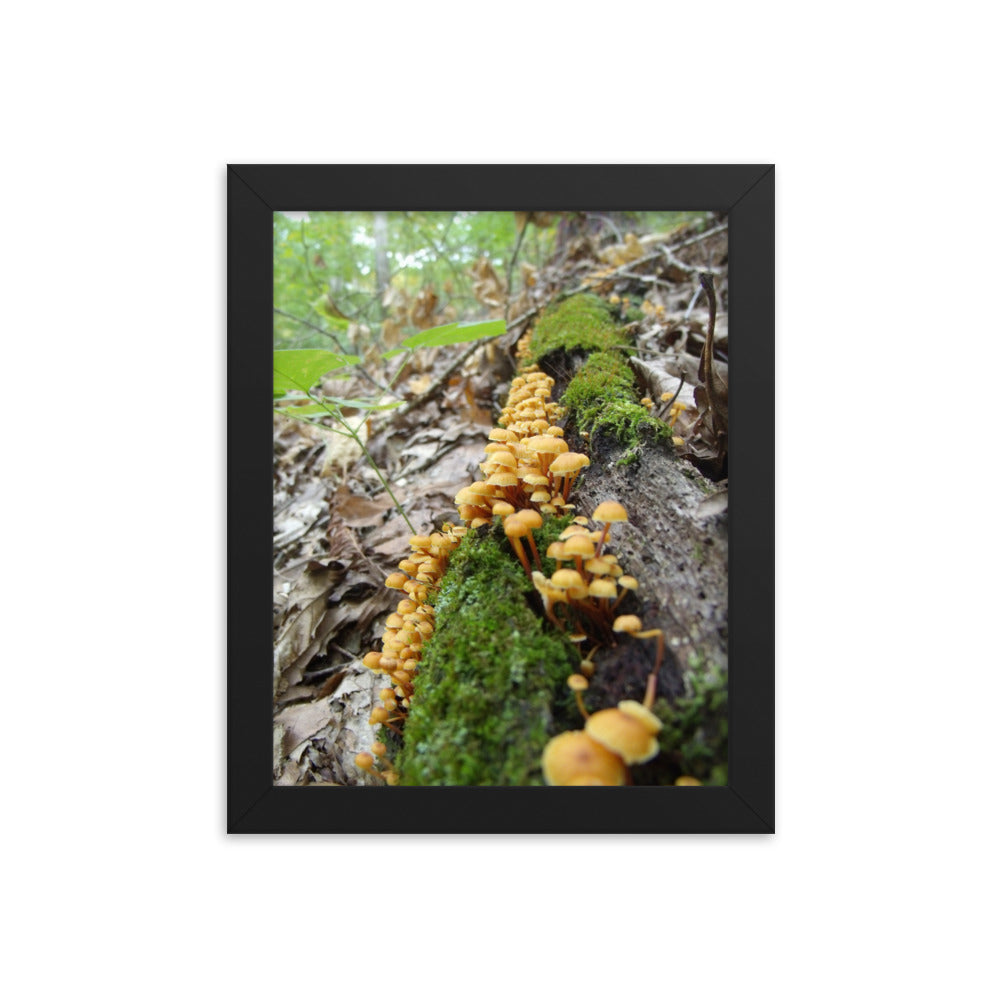 Mushrooms of Rockwood Photo No.14 Framed Poster