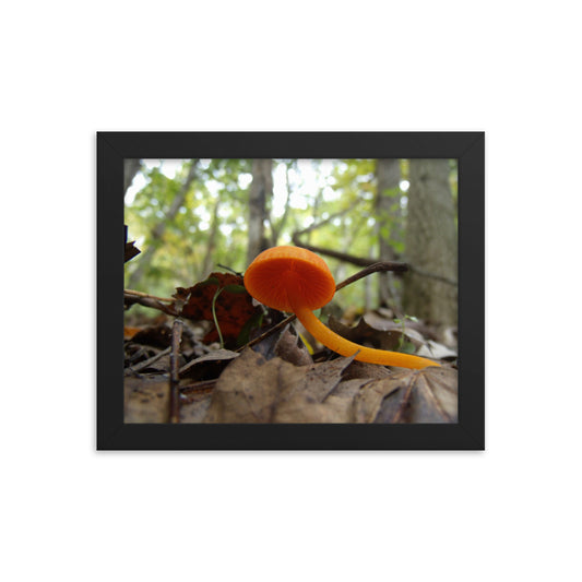 Mushrooms of Rockwood Photo No.15 Framed Poster
