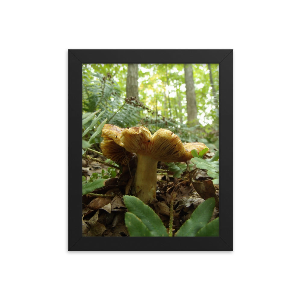 Mushrooms of Rockwood Photo No.16 Framed Poster