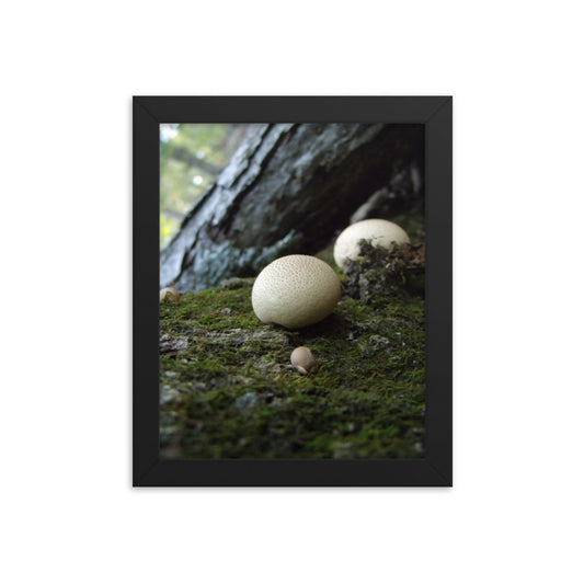 Mushrooms of Rockwood Photo No.17 Framed Poster